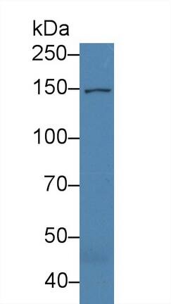 COL16A1 Antibody