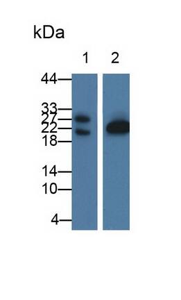 GLTP Antibody