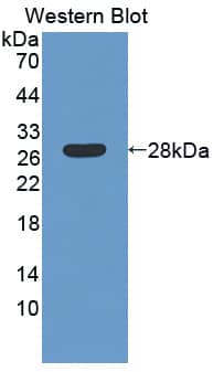 LAMB4 Antibody