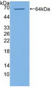 PIK4CA Antibody