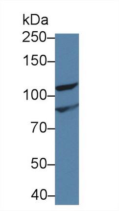Inversin Antibody
