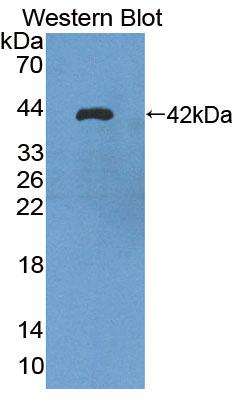 alpha Tubulin 3c Antibody