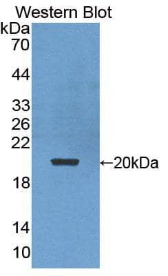 HSPC014 Antibody