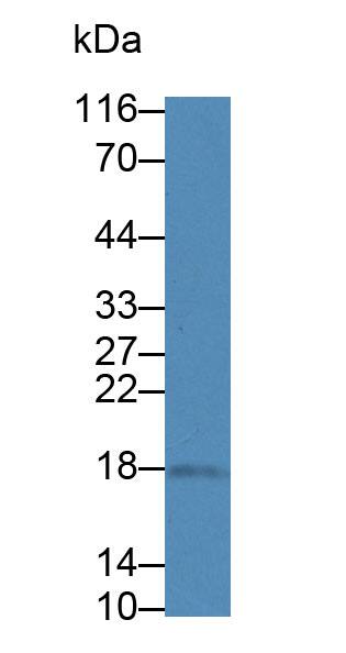 HSPC014 Antibody