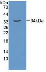 SPIN1 Antibody