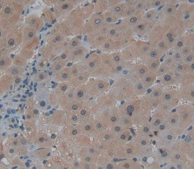 CEP110 Antibody