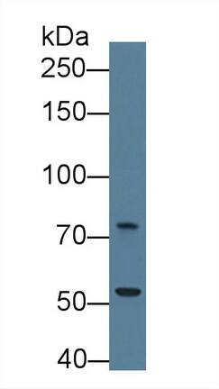 Trophinin Antibody