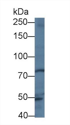 Trophinin Antibody