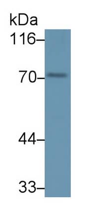 PADI1 Antibody