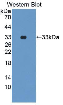 PADI1 Antibody