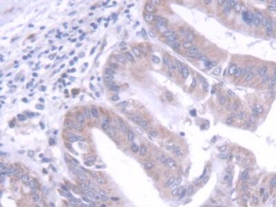 FGF-20 Antibody