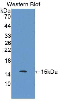 S100Z Antibody