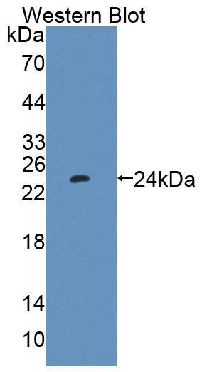 PTP4A1 Antibody