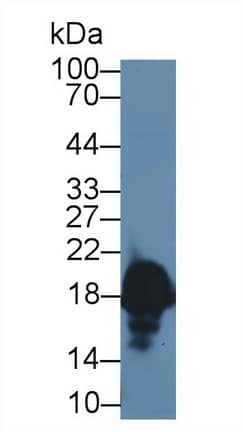 Complexin-1 Antibody