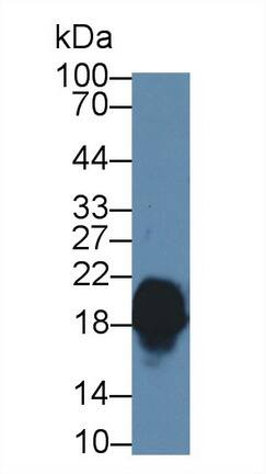 Complexin-1 Antibody