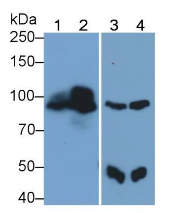 PLC-delta 3 Antibody