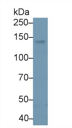 PLC-beta 4 Antibody