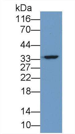 CNTNAP5 Antibody