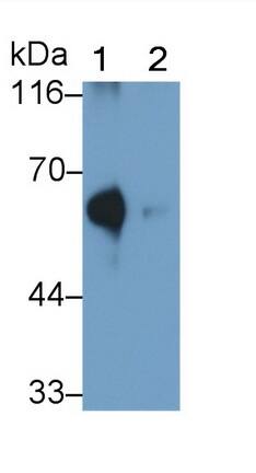 ACSM1 Antibody