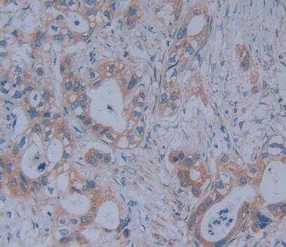 GBP7 Antibody