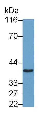 PLSCR2 Antibody