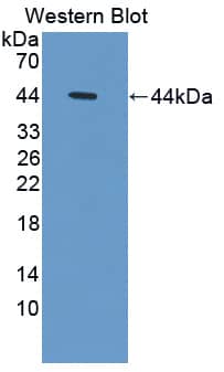 Persephin Antibody