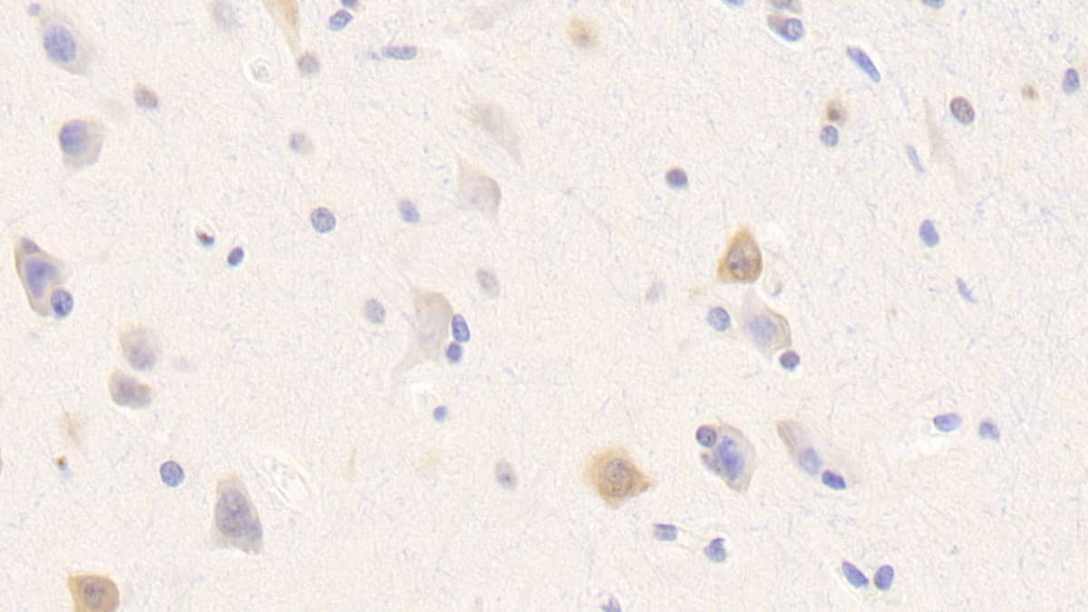 Neurexophilin-1 Antibody