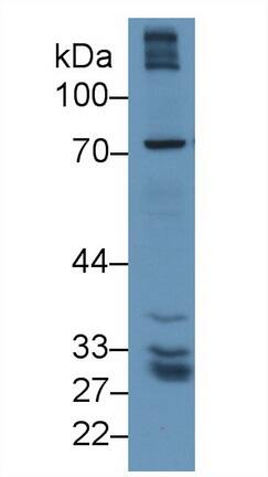 GGT5 Antibody