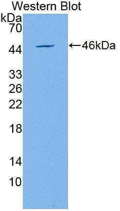 GML Antibody