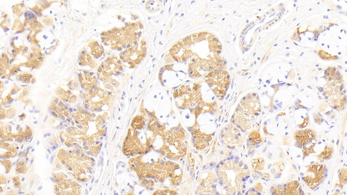 IFN-alpha F/IFNA21 Antibody