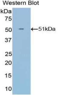 IFN-alpha F/IFNA21 Antibody