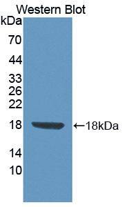 FLRT3 Antibody