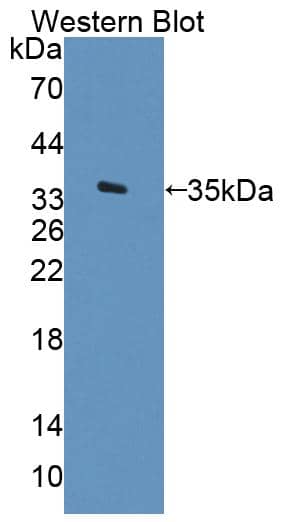 ARSF Antibody