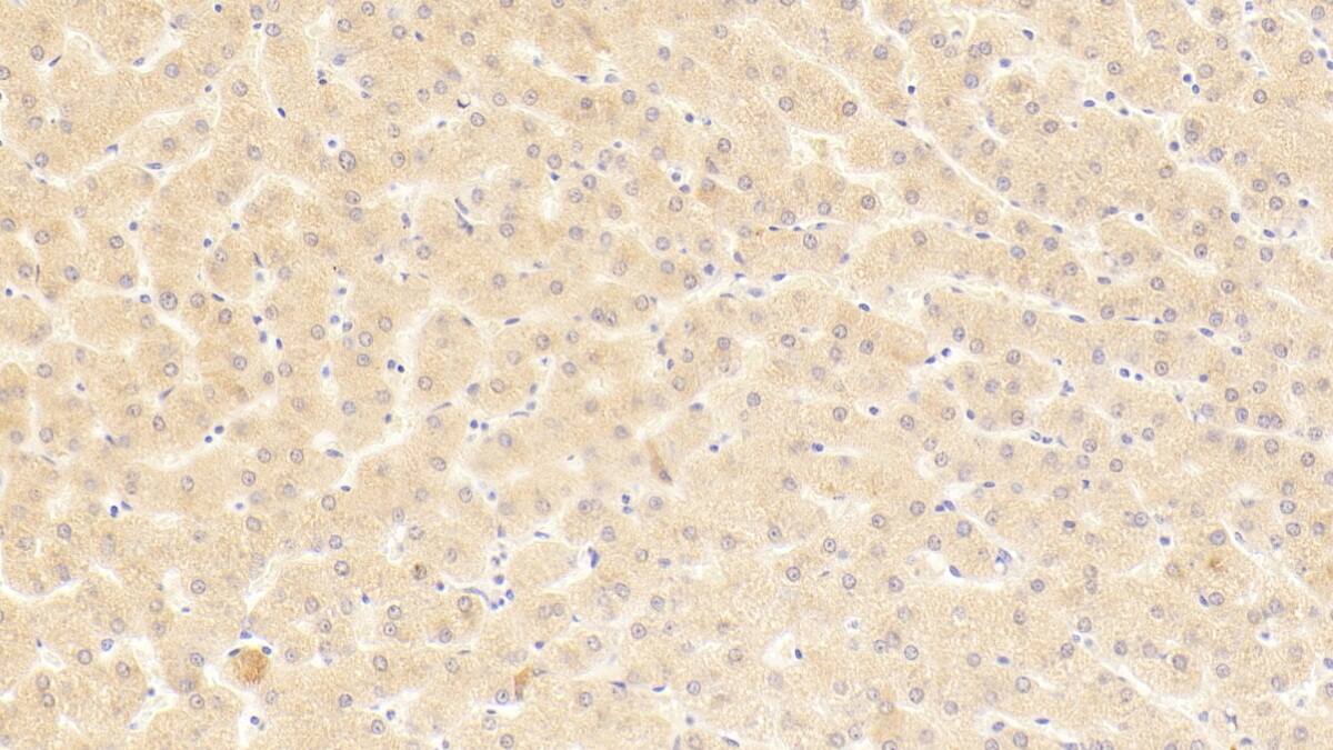 CPN2 Antibody