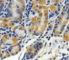 CPN2 Antibody