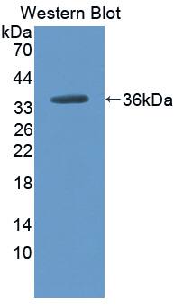 CPN2 Antibody