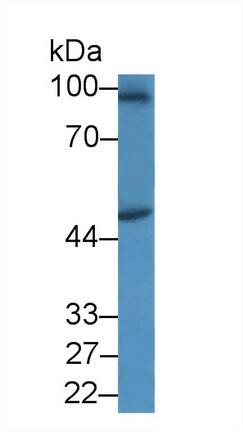 SPAG1 Antibody