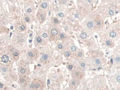 SPAG1 Antibody