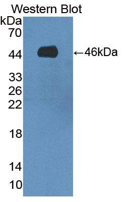 SPAG1 Antibody