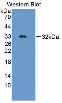 PTPN7 Antibody