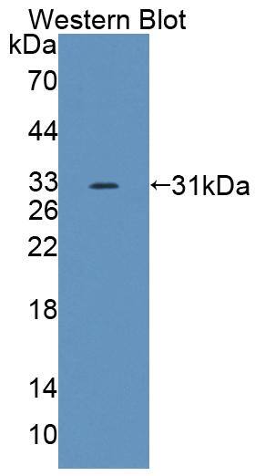 ABCG4 Antibody