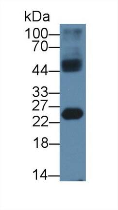 HMGB4 Antibody