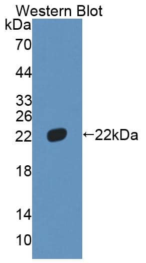 HMGB4 Antibody