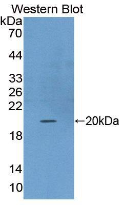 FGF-22 Antibody