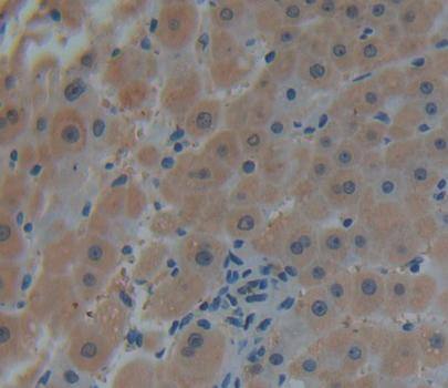 CNRIP1 Antibody