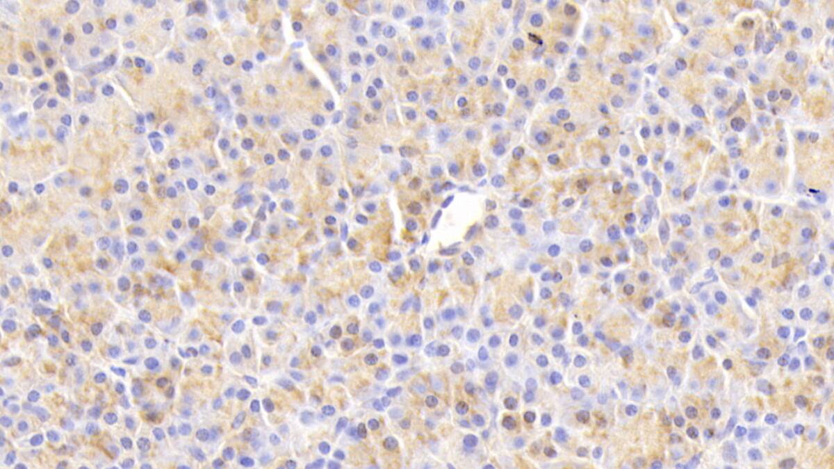 Chemokine-like factor Antibody