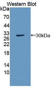 TNPO2 Antibody