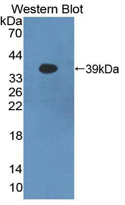 PCDHB16 Antibody