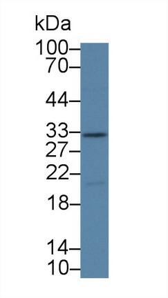 Kallikrein 14 Antibody