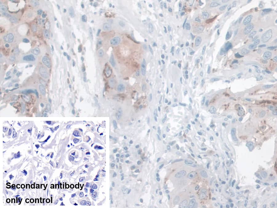 Kallikrein 14 Antibody